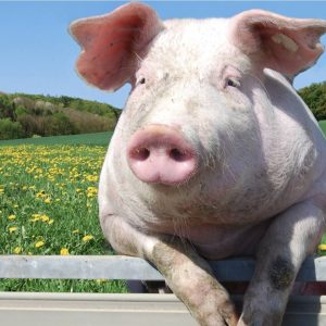 Whole Hog Freezer Filler