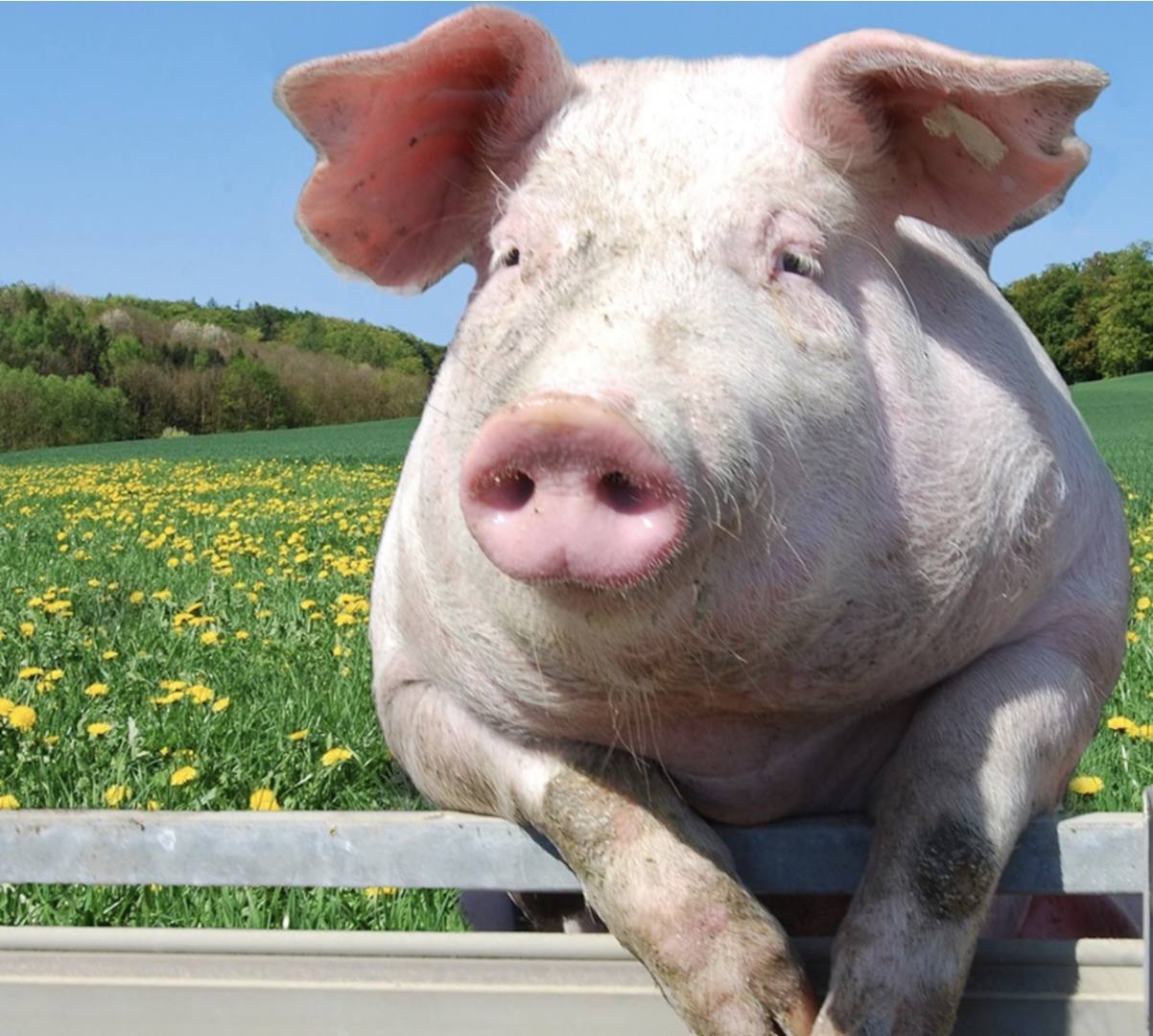 Whole Hog Freezer Filler